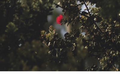 “Hoʻi i ka māpunapuna: Returning to the Source”